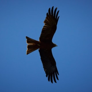 Eagles Heritage : rencontre avec des oiseaux de proie et promenade en forêt 3