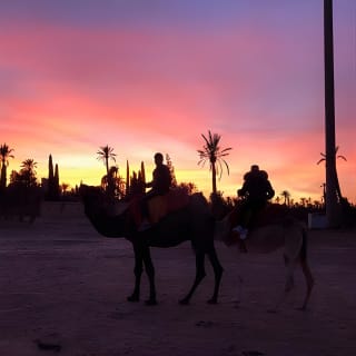 Balade à dos de chameau au coucher du soleil dans la palmeraie de Marrakech 3