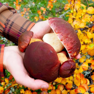 Mushroom Hunting in a National Park 6