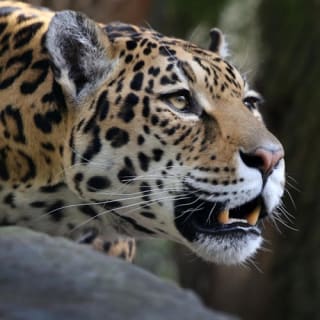 ARTIS Amsterdam Koninklijke Dierentuin & Groote Museum: Skip-the-Line Entree Ticket 22