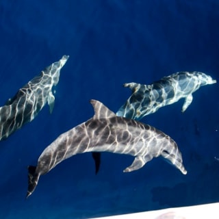 Whale Watching Cruise Gold Coast 5