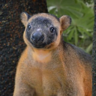 Port Douglas Wildlife Habitat 5