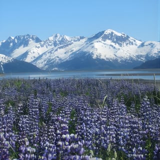 Wildlife and Glaciers with a walk in the Rainforest 2