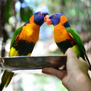 Port Douglas Wildlife Habitat 7