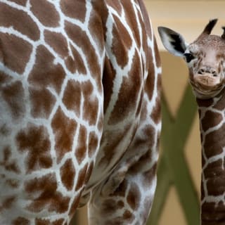 ARTIS Amsterdam Koninklijke Dierentuin & Groote Museum: Skip-the-Line Entree Ticket 29