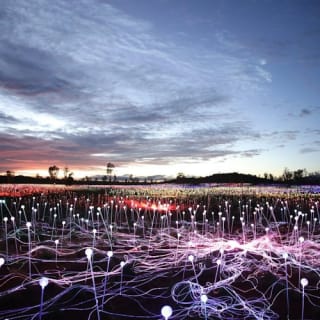 Field of Light Uluru: Star Pass 7