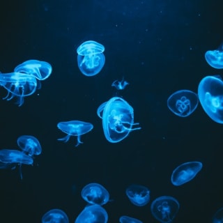 Barcelona Aquarium: entradas sin colas 4