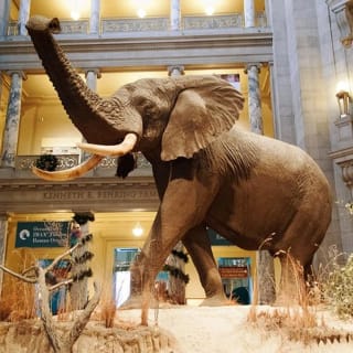 Smithsonian Natural History & National Art Gallery Private Tour 1