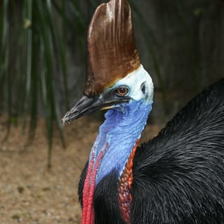 Port Douglas Wildlife Habitat 11