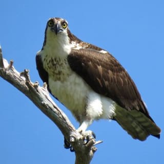 5 heures d'activité kayak au lac Norris avec déjeuner 11