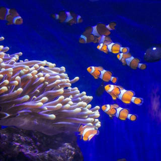 Barcelona Aquarium: entradas sin colas 3