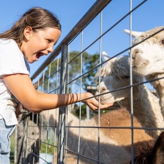 Trevena Glen Farm Animal Experience 1