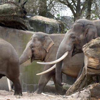 ARTIS Amsterdam Koninklijke Dierentuin & Groote Museum: Skip-the-Line Entree Ticket 39