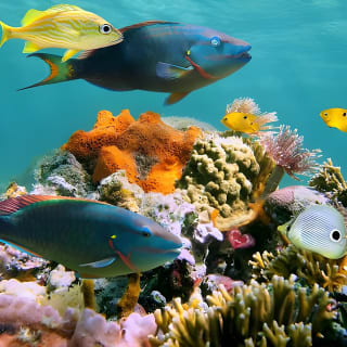Underwater Sea Trek in San Juan: Explore Beneath the Waves 14