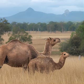 Camel Farm Tour und Geschmack 4
