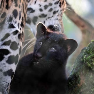 ARTIS Amsterdam Koninklijke Dierentuin & Groote Museum: Skip-the-Line Entree Ticket 45