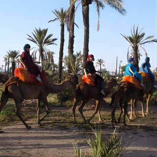 Camel ride at sunset in Marrakech palm grove 1