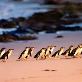 Phillip Island Penguins, Wine Tasting and Dinner from Melbourne 11
