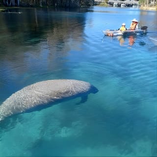 Clear Kayak or Paddleboard Manatee Adventure 3