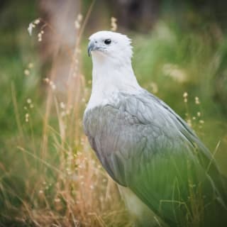 Eagles Heritage : rencontre avec des oiseaux de proie et promenade en forêt 11