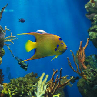 Barcelona Aquarium: entradas sin colas 5