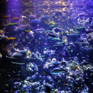 Cairns Aquarium: Entry Ticket 2