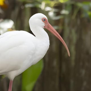 Savannah to Tybee Island with Dolphin Cruise 9