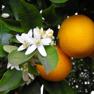 Flores de verano 10 1