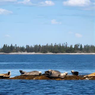 2-Horas Paseo Costero del Zodíaco en Lunenburg 6