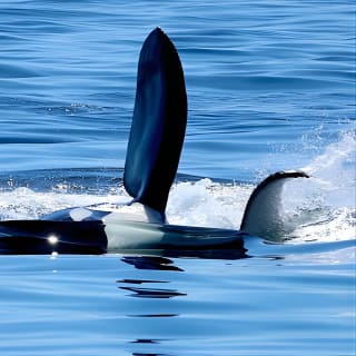 Ultimate Marine Whale & Wildlife Tour 7
