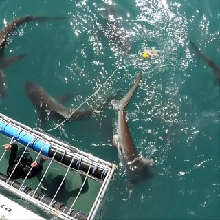 Shark Explorers 3