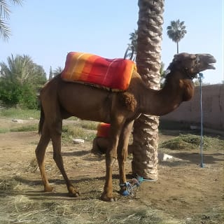 Camel ride at sunset in Marrakech palm grove 2
