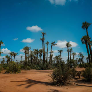 Balade à dos de chameau au coucher du soleil dans la palmeraie de Marrakech 5