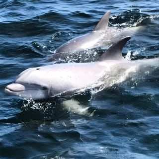 2 Hour Private Dolphin Cruise & Bay Tour  2