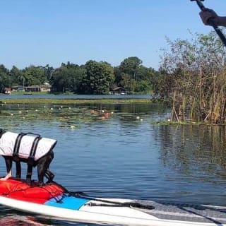 Paddle with Pups in Paradise - Paddleboard or Kayak 9