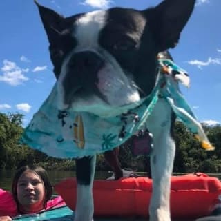 Paddle with Pups in Paradise - Paddleboard or Kayak 11