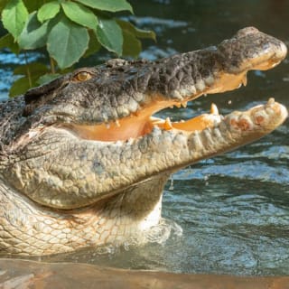 Toledo Zoo & Aquarium: boleto de entrada 10