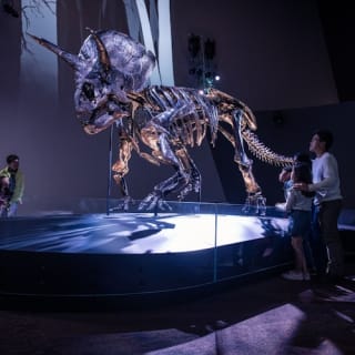 Museo de Melbourne: Visita guiada al hogar de los dinosaurios 6