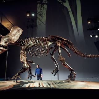 Museo de Melbourne: Visita guiada al hogar de los dinosaurios 9