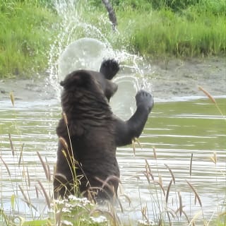 Wildlife and Glaciers with a walk in the Rainforest 4