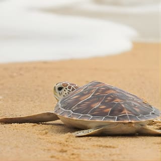 Savannah to Tybee Island with Dolphin Cruise 10
