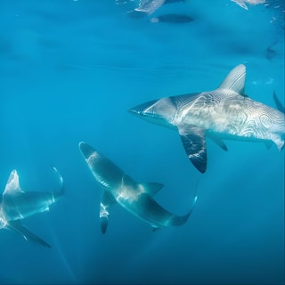 Shark Explorers 4
