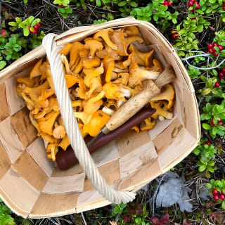 Mushroom Hunting in a National Park 7
