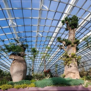 Flower Dome & Supertree Observatory 6