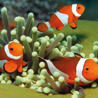 Palma Aquarium: biglietto + trasferimento Alcudia - Puerto Pollensa 3