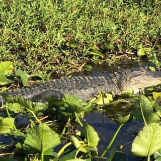 Florida Everglades Airboat Tour et Wild Florida avec déjeuner optionnel 9