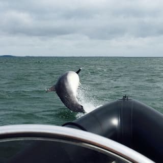 Boat Seafari Adventure 10