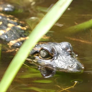Exclusive Nature Escape Kayak Adventure sur Blackwater Creek 2
