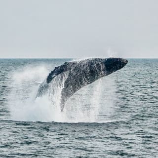 Aventura de Medio Día de Avistamiento de Ballenas desde Victoria 16