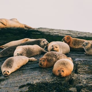 Guided RIB Boat Adventure of Casco Bay 3
